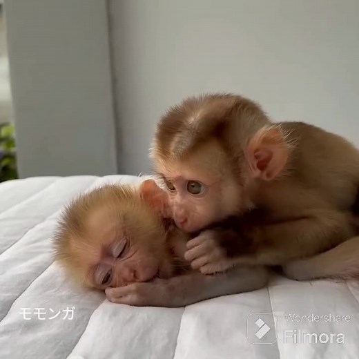 Playful Monkeys Cuddling and Grooming in Cozy Setting