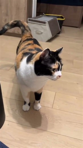 cat video ! cat voice ! cat sound ! cat meowing #shorts​ #short #youtubeshorts​ #cat​ #cats​