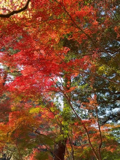 岡田桃佳(テレＱアナウンサー) on Instagram: "厳島神社の思い出⛩️🍀 #広島 #厳島神社 #紅葉 #紅葉狩り #鹿 #広島旅行 #海"