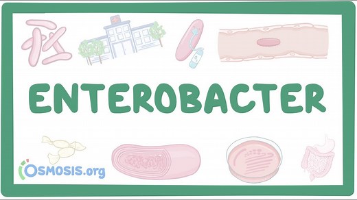 Enterobacter: Video, Causes, & Meaning | Osmosis