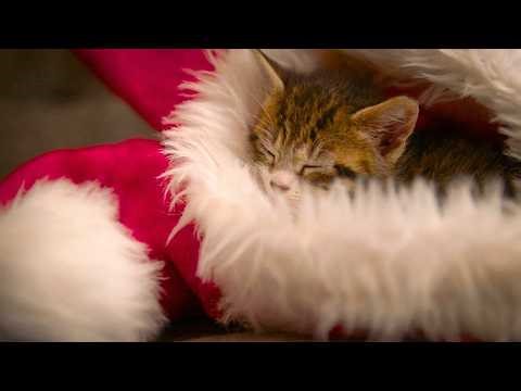 🎄🐾Cozy Christmas Cats in Stunning 4K 🎅✨🐱