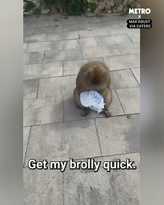 Monkeys would have the clothes off your back if they could | Metro