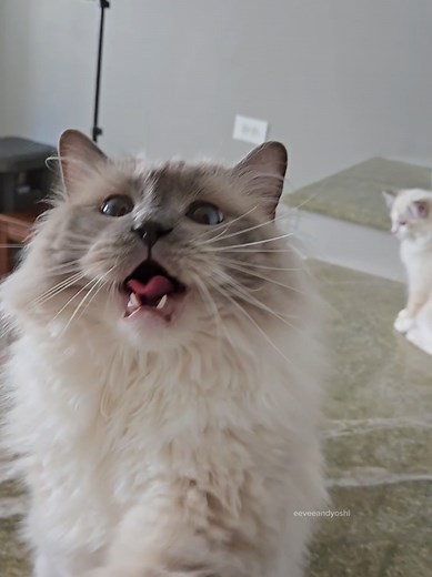 Cloud Babies and Ragdoll Cat: Cute Moments with Waffles