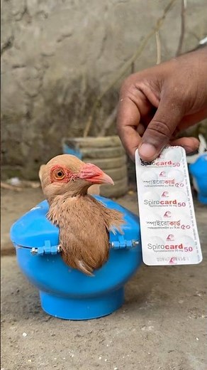 Caring for a Finch with Spirocard: A Step Towards Bird Health #FinchCare #BirdHealth