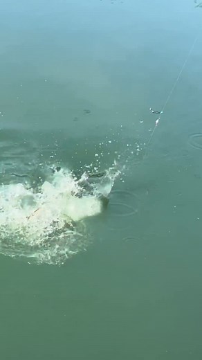 36K views · 349 reactions | The WORLD'S BEST Catfish Bait Revealed! 﫢 | Daniel Griffin | Facebook