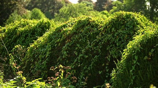 A garden where weeds are celebrated
