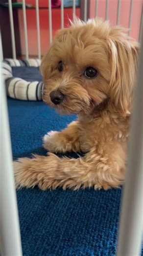 ハナ、8ヶ月。晩春です#保護犬 #マルプー #可愛い #きょうもハナ日和 #そろそろ成犬