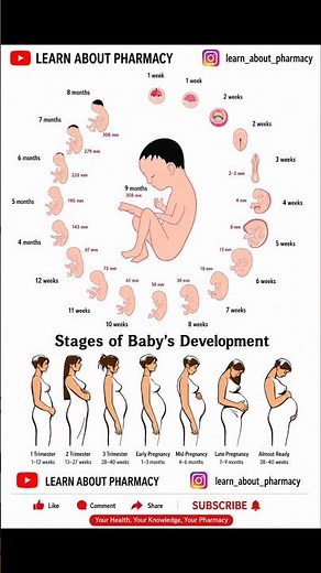 Stages of Baby Development in the Womb | Pregnancy Week by Week Growth Animation #babydevelopment