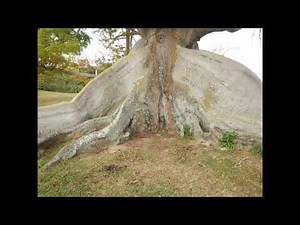 buttress roots and other supporting roots