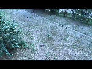 Canon EOS 1100D (HD Video test) 1280x720 30fps) ORIGINAL VIDEO