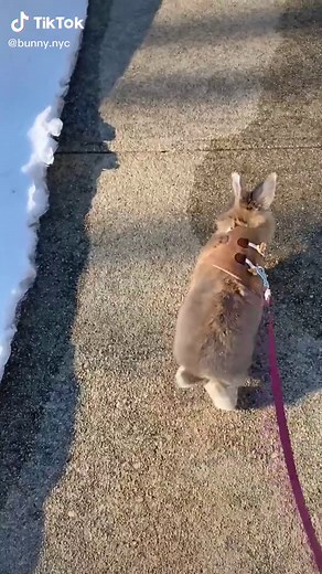 miffymikka on TikTok