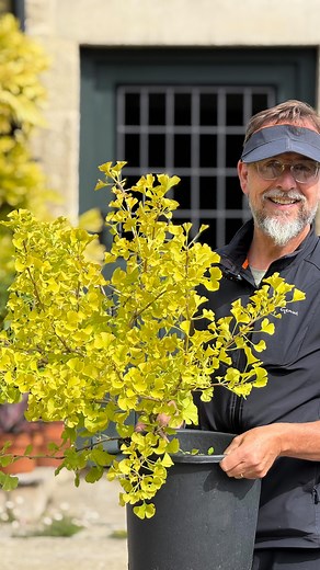 A tree you can recognise from a mile away… Ginkgo biloba has a presence unlike anything else. The fan shaped leaves, the upright stance, the way it looks just as striking without foliage as it does in full leaf. It is one of those trees that feels ancient and modern at the same time. One thing many people do not realise is that Ginkgos are dioecious. There are male trees and female trees. Most street plantings are male, because the females drop berries that smell noticeably unpleasant when they
