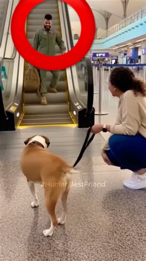 🇺🇸Dog Waits… Soldier Steps Off… Instant Wholesome MELTDOWN #dogreunion #dog #militaryreunion