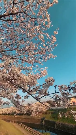 268K views · 24K reactions | Heaven on earth, sakura blossom in Japan  | Ghibli Community | Facebook