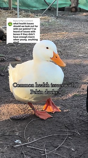 Cheese and Quackers on TikTok