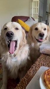 81K views · 10K reactions | I brings frens to beg for cake of dat pan.  Bubba | Along Came Polly, Rosie and Bubba | Facebook