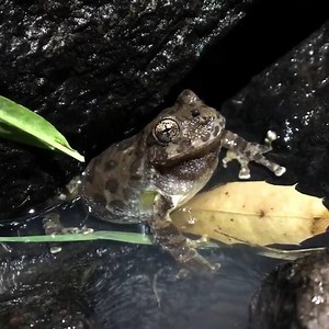 21K views · 974 reactions | Is this mating call of a Canyon Tree Frog music to your ears? It was spotted after the rain near Davis Mountains State Park by Texas Nature Trackers - Texas Parks and Wildlife Dept Program | Texas Parks and Wildlife | Facebook