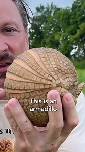 Armadillos have huge… ya know! Don’t let this little guy fool ya, he’s packin heat! He’s a three-banded armadillo, the only species of armadillo that can roll itself into a perfect, predator-proof ball. But that’s just the beginning of what makes this armored oddball fascinating. I get hands-on with one of nature’s strangest creatures and learn some truly unexpected facts, like which animal has the highest body-to-wiener ratio (spoiler: it’s actually not the armadillo, but it’s close). We break 