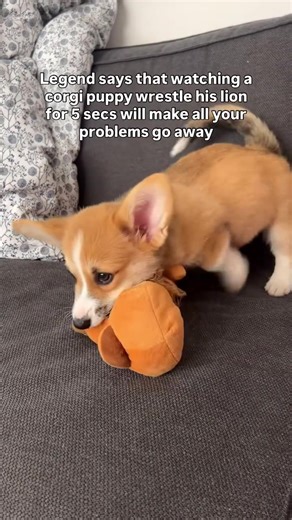 Adorable Corgi Puppies: The Fluffy Joy You Need