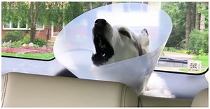 Husky Hysterically Complains About 'Cone Of Shame' As Anesthesia Wears Off