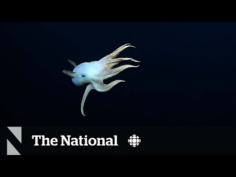 #The Moment a rare dumbo octopus was spotted in the deep sea