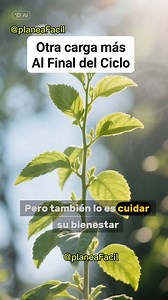 1.4M views · 32K reactions | ¿Quién planeó esto al final del ciclo? Porque formar docentes es importante, pero también lo es respetar sus tiempos y su bienestar. #DocentesCansados #FinalDeCiclo #FormaciónDocente #RespetoAlMaestro #EducaciónConConciencia | Planea Facil | Facebook