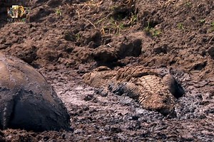 1.9M views · 43K reactions | Rhythm Of The Landscape - [ हिन्दी डाक्यूमेंट्री ] Part 2 , #nature #animals #documentary #discovery #wildworlddocumentary | Wild World | Facebook