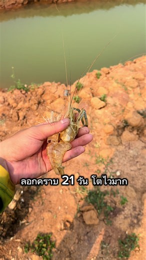 เย้กุ้งโตแล้ว#ตำรวจขอนแก่น#กุ้งก้ามกราม