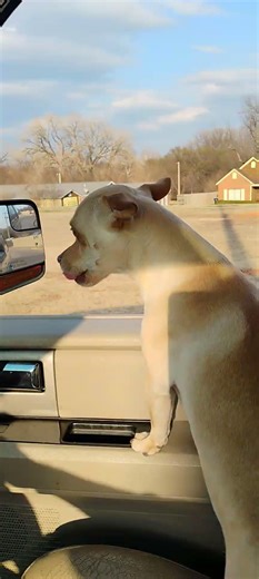 On A Quick Ride With My Craigslist Chihuahua