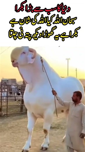 World’s Biggest Goat Ever Recorded 😲 | Largest Goat in the World