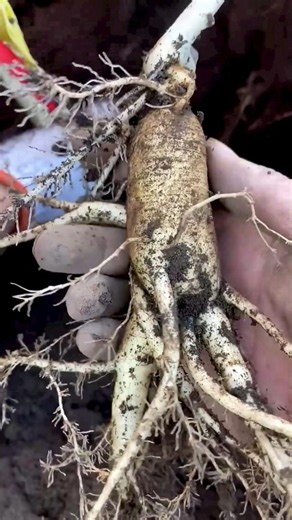 The Facts Hub | The Ancient Root That “Runs Away” When You Try to Pick It! #shorts #plants #farming #China #instagram #reels #herbs #nature | Instagram