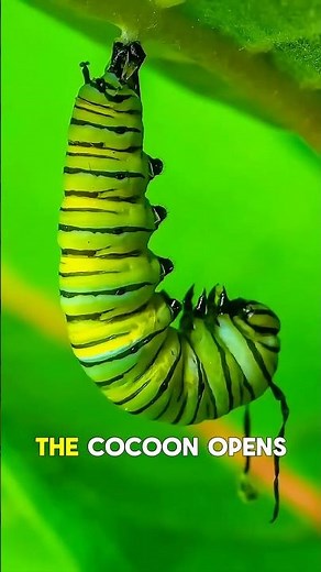 How a Caterpillar Turns Into a Beautiful Butterfly 🐛🦋