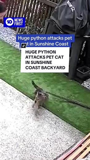 CCTV has caught the shocking moment a huge carpet python latched onto a family’s pet cat. The Sunshine Coast mother and daughter got the fright of their lives when a python, lounging in their courtyard, bit their cat. They were able to remove the snake from the beloved pet before calling professional snake catchers to relocate it. “The mum and daughter were so brave and did a fantastic job. It was a great effort to help the cat and not hurt the snake,” @Stuart McKenzie said. #snake #snakeattack 