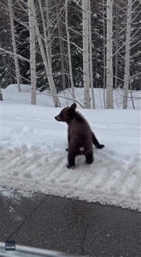 Brave Little Bear Cub Stands Up To Two Wolves! 🐻🐺