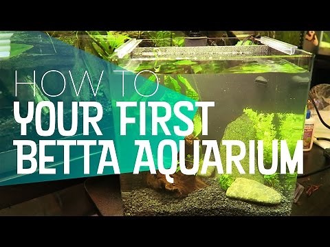 How To: Your First Betta Aquarium Setup | 🐻 Bear Necessities