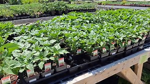 3.8K views · 34 reactions |  It’s SPRING FEST SUNDAY at Local...