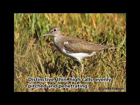 Common Sandpiper call