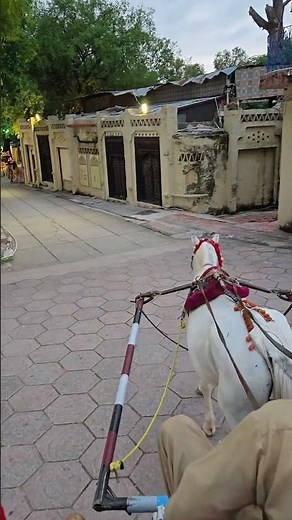 Riding a horse in the park is easier than you think