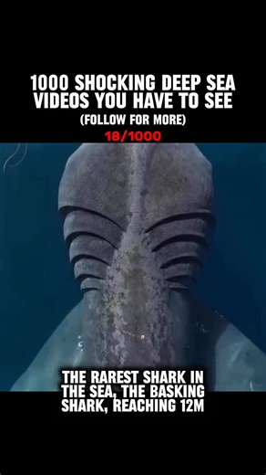 Deep Sea Footage | The basking shark (Cetorhinus maximus) is the second-largest fish in the world, after the whale shark, and can grow up to 12 meters (40... | Instagram