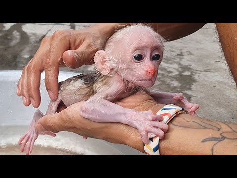 Baby monkey's first bath!!!