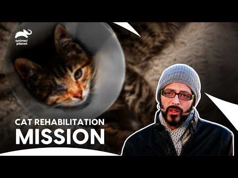 Jackson Galaxy Faces These Crazy Cat Behaviour Cases | My Cat From Hell S7 E8,2,7 | Animal Planet