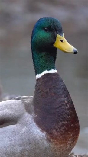 Mallard duck sounds