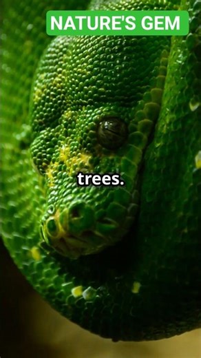 GREEN TREE PYTHON