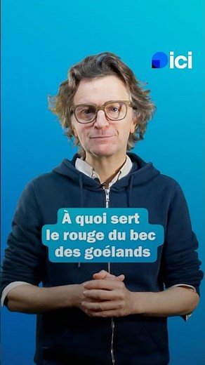 À quoi sert le bec du goéland