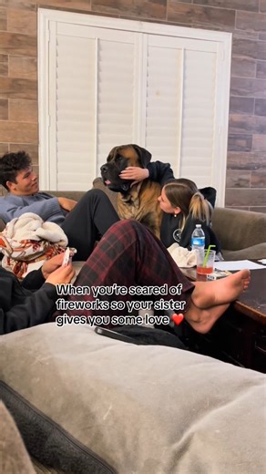 24K views · 814 reactions | Even Big Dogs are scared of fireworks but Hugs help! #dog #mastiff #puppy #doglovers #doglovers #puppies #dogs #puppyvideo #funnydogs | Bowser The Giant Mastiff | Facebook