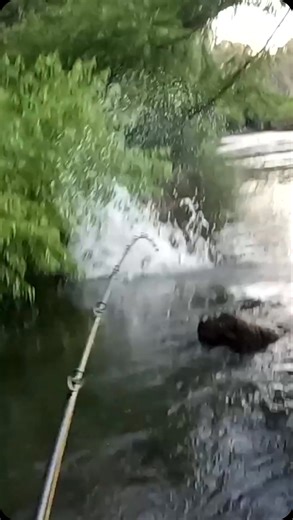 39K views · 1.3K reactions | Insane surface take from a giant freshwater fish!! #fishing #reels #giant #cod #pb | Nevs Fishing | Facebook