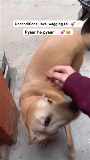 Real gentlemen 🐶🤧🥹✨ #paws #doglife #doglove #cutedog #cutie #doglove #animalshorts #animallovers