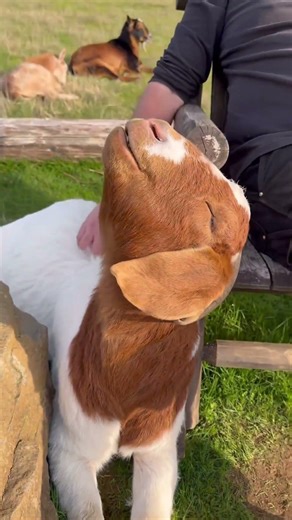 If there were an Olympic event for relaxation, Levi would take home the gold, the silver, and