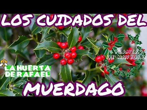 Los cuidados del muérdago o arbusto de navidad🎄🎄⛄🎅⛄🎄🎄|•|El cultivo del muerdago🎄⛄🎄⛄🎄|•|7MaTemporada