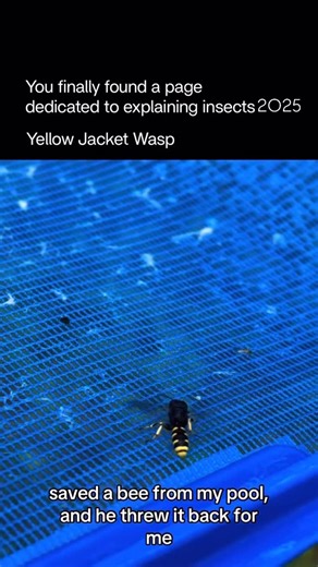 Explaining Insects | The yellow jacket wasp is a fast, aggressive social wasp known for its bold black-and-yellow pattern and incredibly painful sting. Found... | Instagram